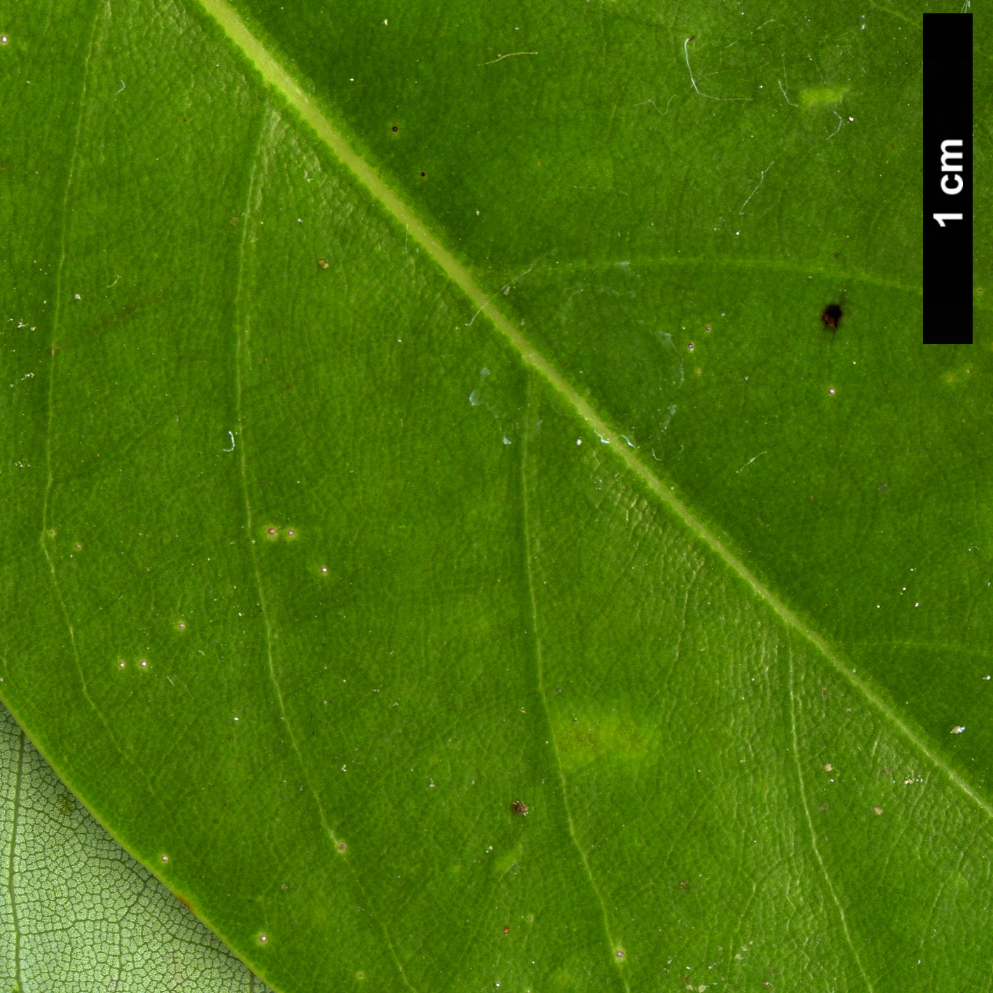 High resolution image: Family: Lauraceae - Genus: Machilus - Taxon: thunbergii High resolution image: Family: Lauraceae - Genus: Machilus - Taxon: thunbergii